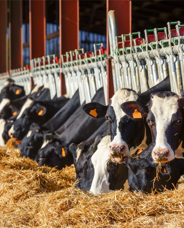 Manage Cows with LF RFID and External Antenna 