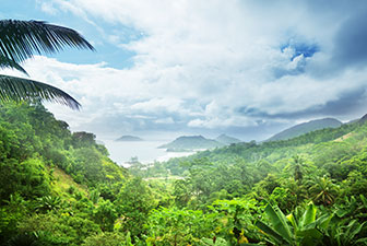 UHF Solution for Rainforest Tree in Philippines