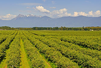  Transportation and Sorting Management of Crops in America