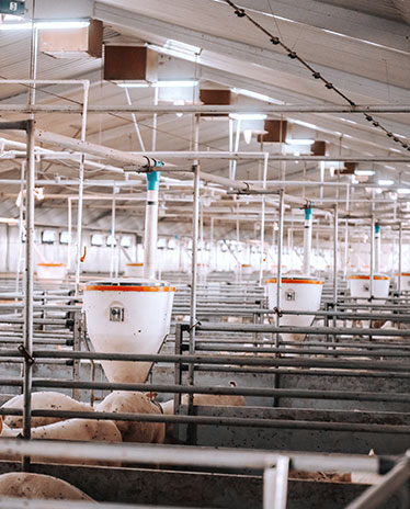 Smart Breeding and Traceability Management with Chainway C71
